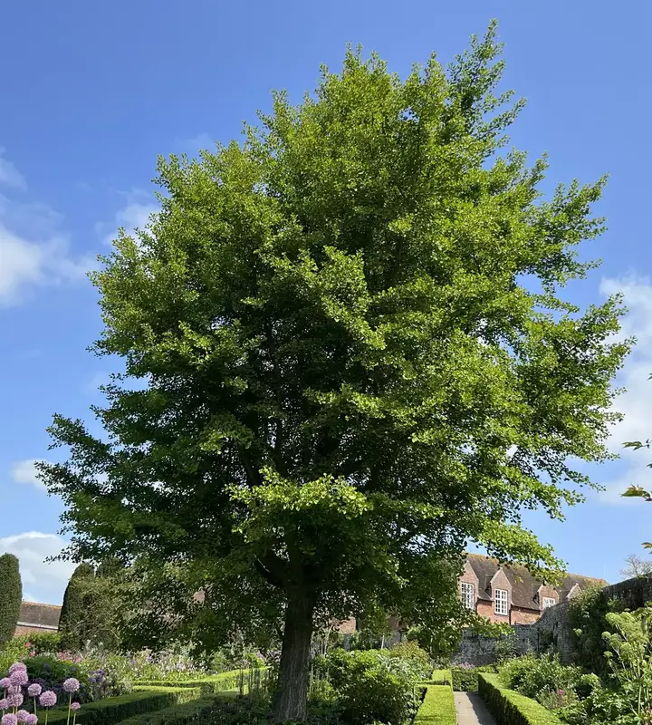 Ginkgo, Fächerblattbaum Ginkgo biloba