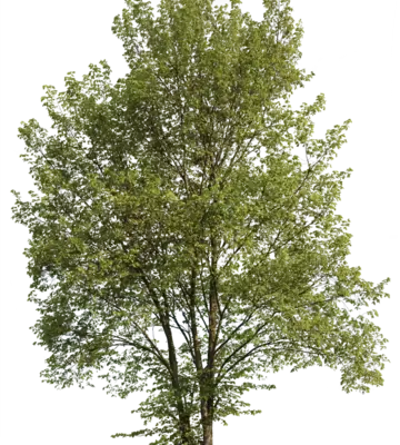 Hainbuche