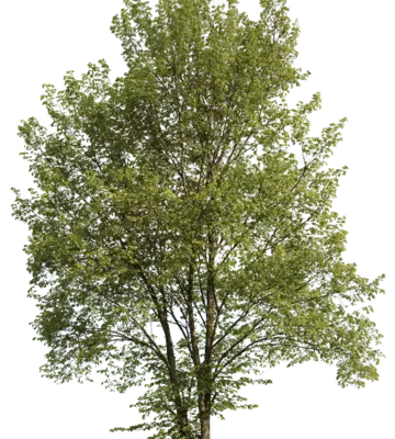 Hainbuche