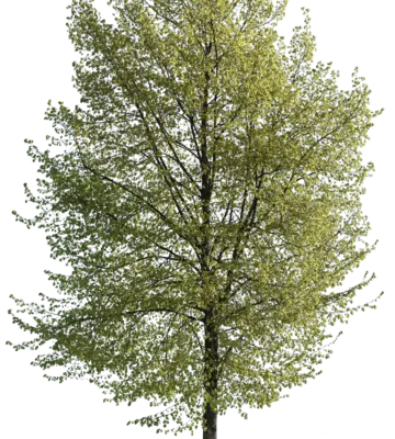 Krim-Linde