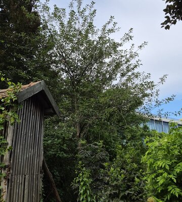 Rotblättrige Traubenkirsche
