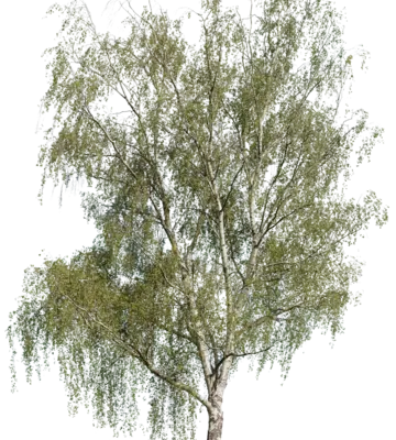Sandbirke