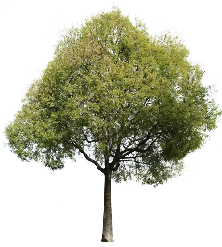 Südlicher Zürgelbaum