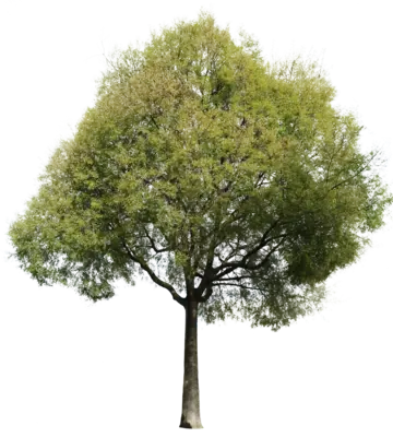 Südlicher Zürgelbaum