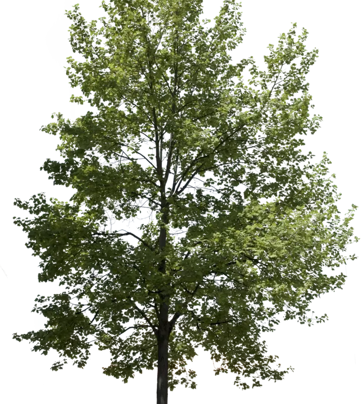 Tulpenbaum