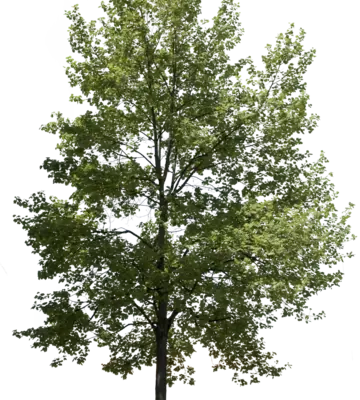 Tulpenbaum