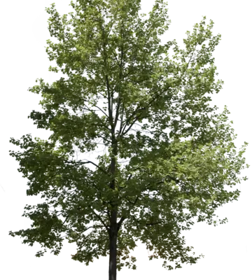 Tulpenbaum